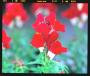 Seminte profesionale Antirrhinum majus - Gura leului - imagine 49071